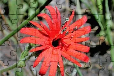 flores
