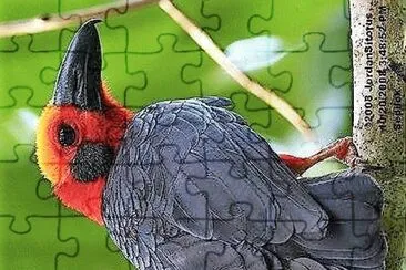 natural jigsaw puzzle