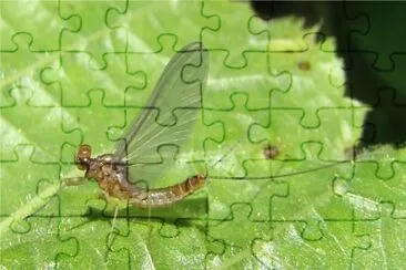Baetis rhodani
