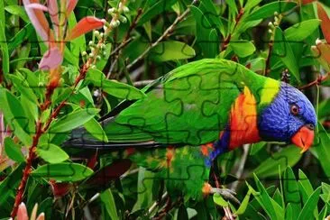 Perroquet jigsaw puzzle