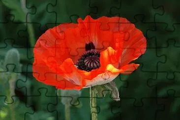 Pavot jigsaw puzzle