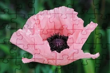 Pavot jigsaw puzzle