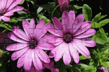 Echinacea jigsaw puzzle