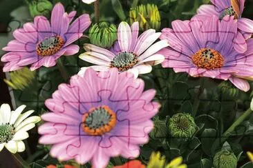 Echinacea