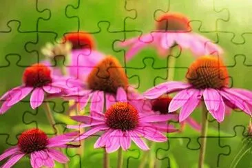 Echinacea