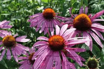 Echinacea