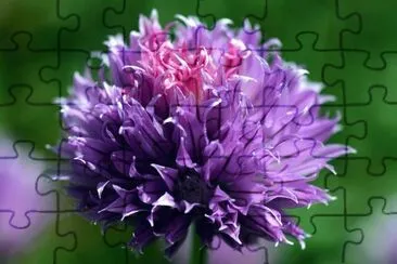 Ciboulette jigsaw puzzle