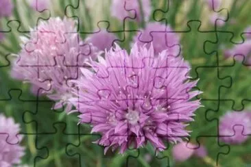 Ciboulette jigsaw puzzle
