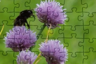 Ciboulette jigsaw puzzle