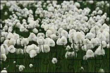 Linaigrette jigsaw puzzle