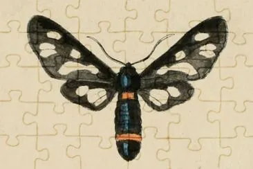 Amata kruegeri jigsaw puzzle