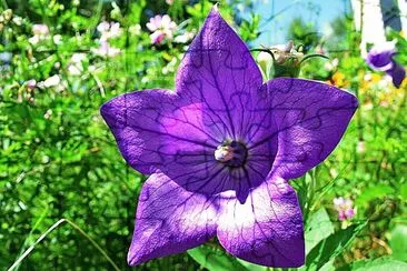flores