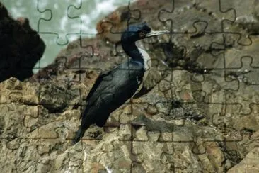 Cormorano guanay jigsaw puzzle