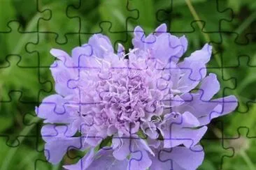 Scabieuse jigsaw puzzle