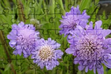 Scabieuse jigsaw puzzle