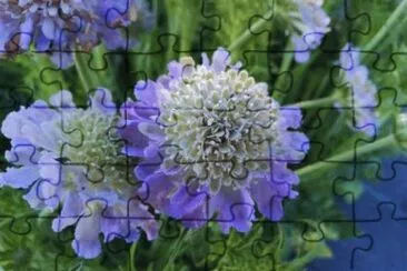 Scabieuse jigsaw puzzle