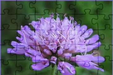 Scabieuse jigsaw puzzle