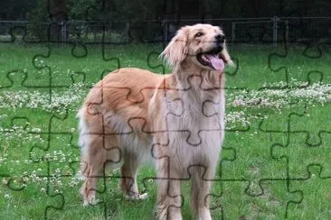 Hovawart biondo jigsaw puzzle
