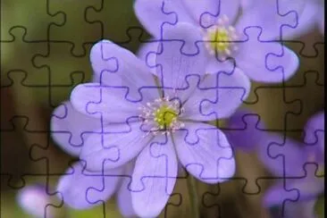 AnÃ©mie hepatique jigsaw puzzle