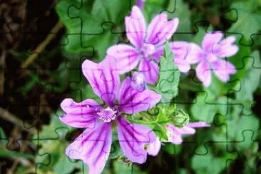 Mauve jigsaw puzzle