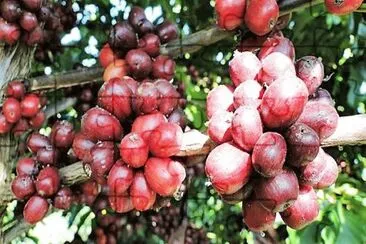 frutos
