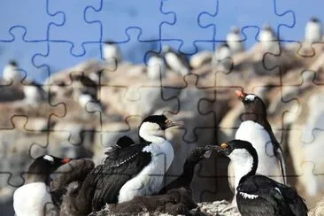 Cormorano antartico jigsaw puzzle