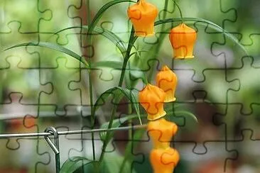 פאזל של flores