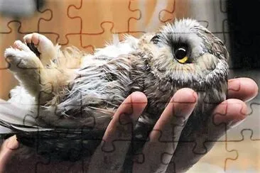 natural jigsaw puzzle