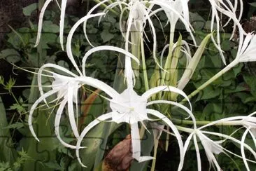 Lys araignÃ©e