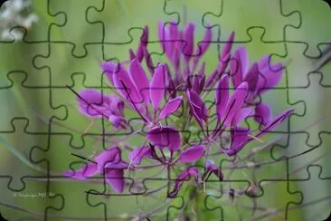ClÃ©ome jigsaw puzzle