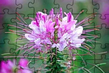 ClÃ©ome jigsaw puzzle