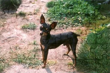 Prague ratter jigsaw puzzle