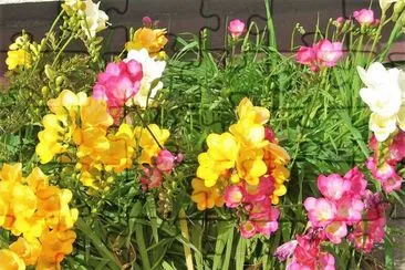 flores jigsaw puzzle