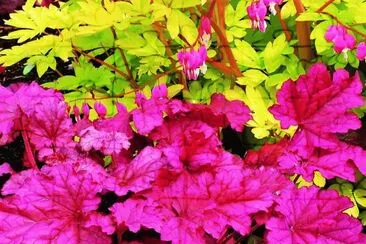 natural jigsaw puzzle