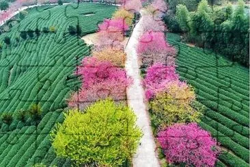 flower way jigsaw puzzle