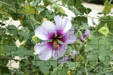 LavatÃ©re jigsaw puzzle