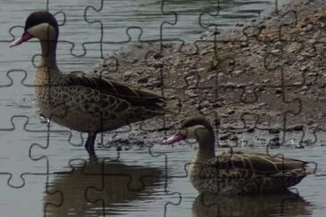 Anatra dal beccorosso jigsaw puzzle