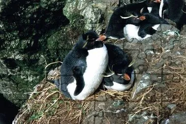 פאזל של Pinguino saltarocce