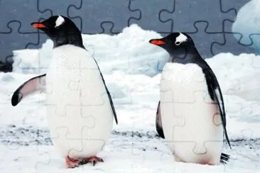 Pinguino papua jigsaw puzzle