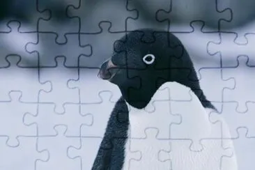 Pinguino di adelia jigsaw puzzle