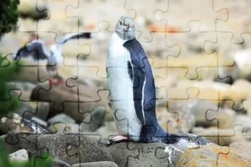 Pinguino dagli occhigialli