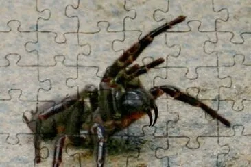 Ragno dei cunicoli