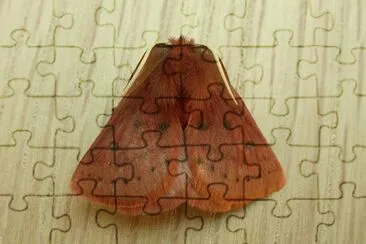 Anthela ferruginosa jigsaw puzzle
