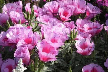 Godetia jigsaw puzzle