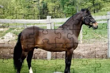 Buohai jigsaw puzzle
