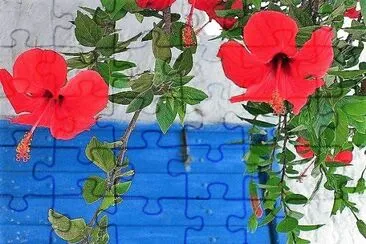flores