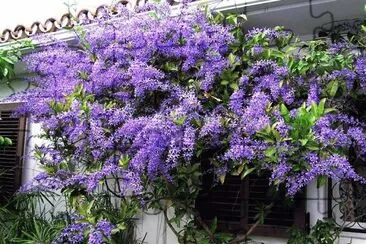 flores