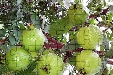 frutas