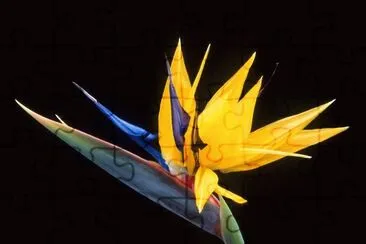 Strelitzia