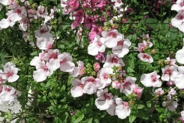 Diascia jigsaw puzzle